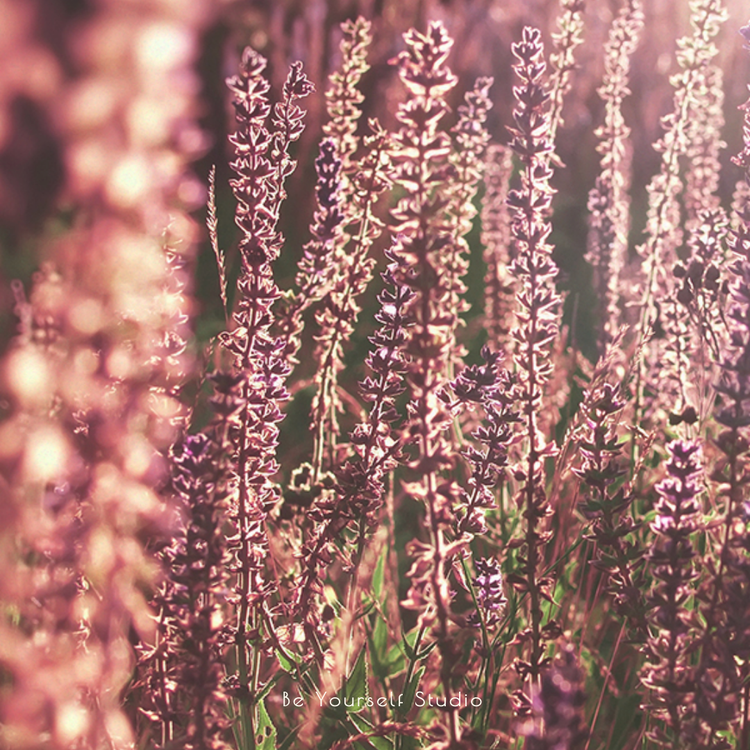 【香氣篇】琥珀與薰衣草 - Amber & Lavender