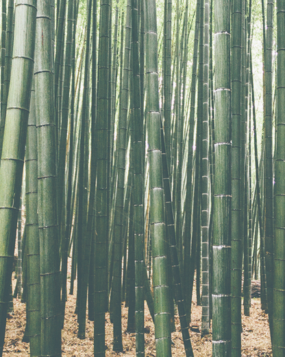 【香氣篇】Bamboo - 竹林