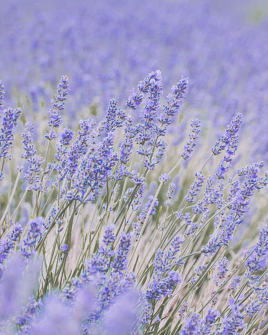 【香氣篇】French Lavender - 法國薰衣草