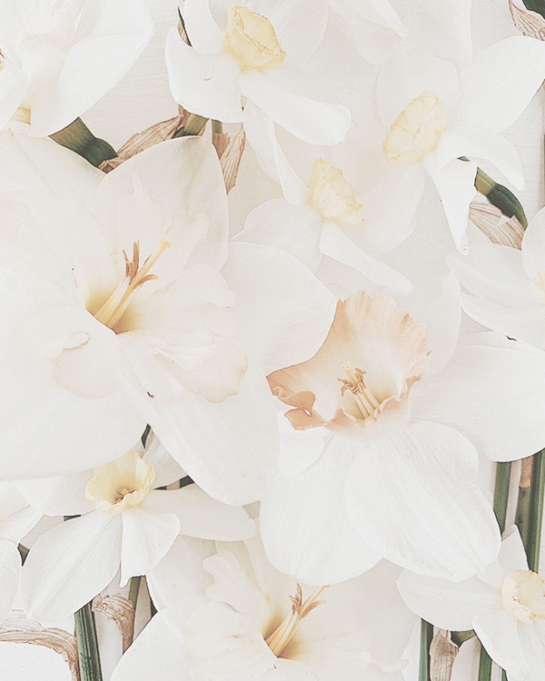 【香氣篇】Narcissus - 水仙花