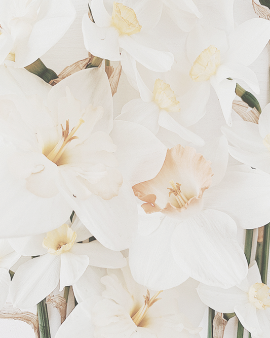 【香氣篇】Narcissus - 水仙花