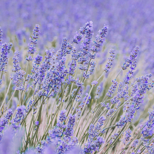 【香氣篇】法國薰衣草 - French Lavender