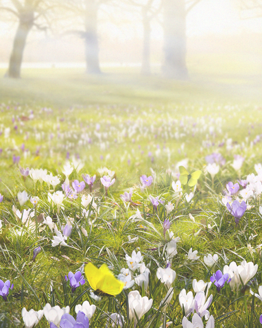 【香氣篇】Spring Flower - 春日花香