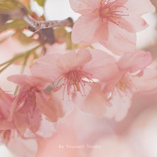 【香氣篇】櫻花 - Cherry Blossom