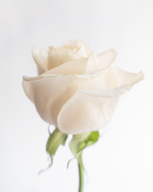 【香氣篇】White Rose - 白玫瑰